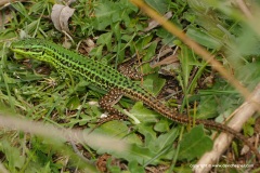 Podarcis waglerianus