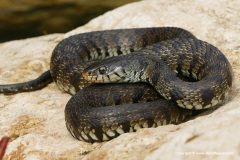 Natrix helvetica sicula