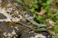 Podarcis siculus