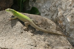 Podarcis siculus
