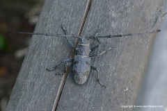 Morimus asper