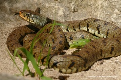 Natrix helvetica sicula