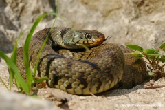 Natrix helvetica sicula