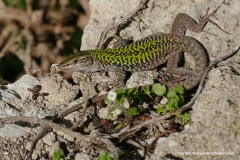 Podarcis siculus