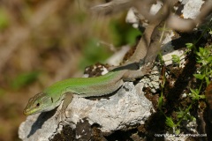 Podarcis siculus