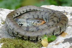Natrix helvetica sicula
