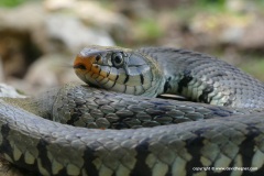 Natrix helvetica sicula