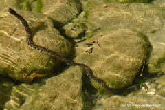 Natrix helvetica sicula
