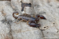 Euscorpius sp.
