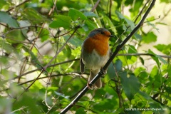 Erithacus rubecula