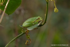 Hyla intermedia