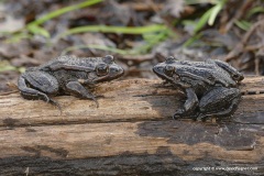 Pelophylax bergeri