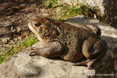 Bufo bufo