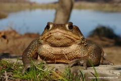 Bufo bufo