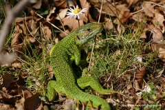 Lacerta bilineata