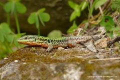 Podarcis cf. siculus, male, Sicily.