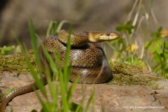 Zamenis lineatus