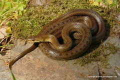 Zamenis lineatus