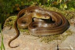 Zamenis lineatus