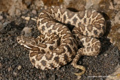 Vipera aspis hugyi
