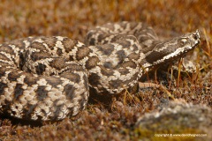 Vipera aspis hugyi