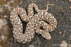 Vipera aspis hugyi