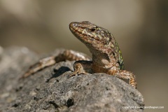 Podarcis siculus