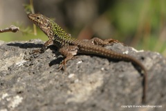 Etna - east