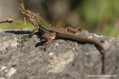 Podarcis siculus