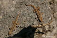 Tarentola mauritanica