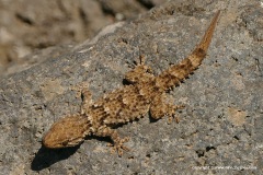 Tarentola mauritanica
