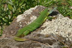 Lacerta bilineata