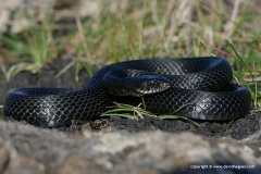 Hierophis viridiflavus carbonarius