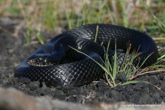 Hierophis viridiflavus carbonarius