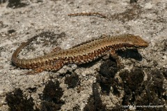 Podarcis muralis
