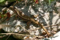 Podarcis muralis