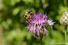 Rutpela maculata