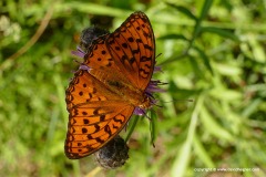 Argynnis sp.
