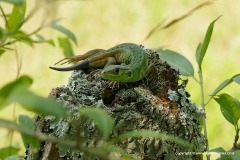 Lacerta viridis