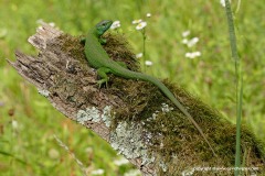 Lacerta viridis
