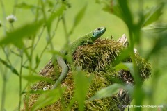 Lacerta viridis