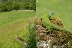 Lacerta viridis