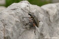 Curculionidae sp.