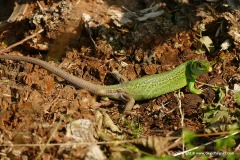 Lacerta viridis