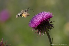Macroglossum stellatarum