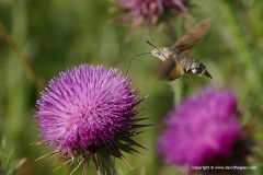 Macroglossum stellatarum