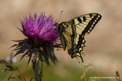 Papilio machaon