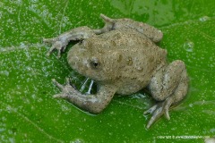 Bombina variegata