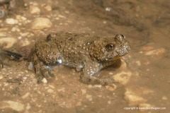 Bombina variegata
