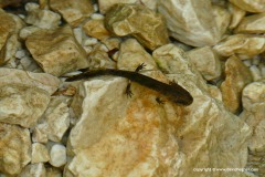 Salamandra salamandra